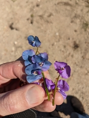 Swainsona procumbens