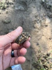 Graptemys sabinensis