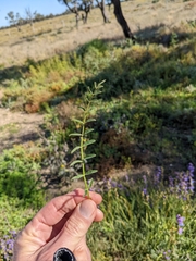 Swainsona procumbens