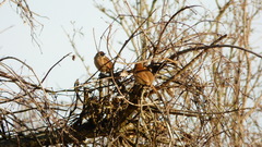 Phacellodomus striaticollis