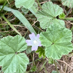 Geranium maculatum