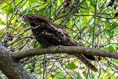 Antrostomus carolinensis