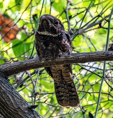 Antrostomus carolinensis