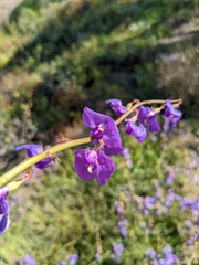 Swainsona procumbens