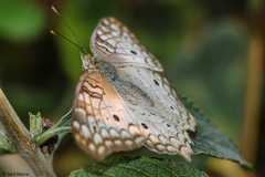 Anartia jatrophae