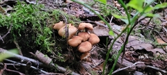 Fungi