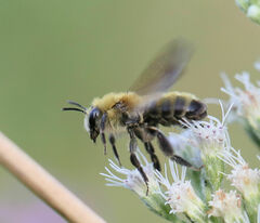 Andrena hirticincta