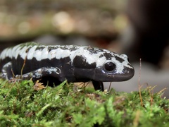 Ambystoma opacum