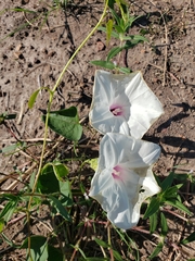 Ipomoea pandurata