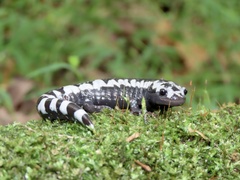 Ambystoma opacum