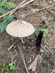 Macrolepiota ameriprocera