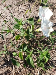 Ipomoea pandurata