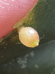 Caryomyia viscidolium