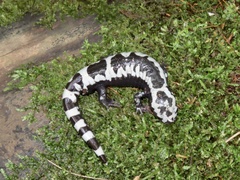 Ambystoma opacum