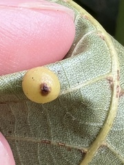 Caryomyia viscidolium
