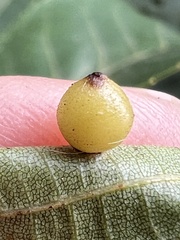 Caryomyia viscidolium