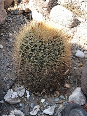 Ferocactus cylindraceus