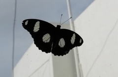 Hypolimnas misippus