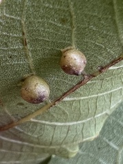 Caryomyia caryae
