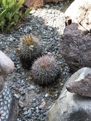 Ferocactus cylindraceus