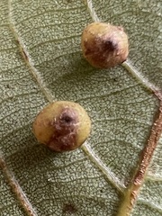 Caryomyia caryae