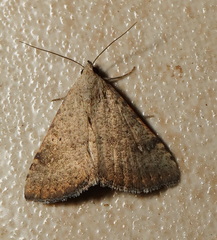 Madope auferens