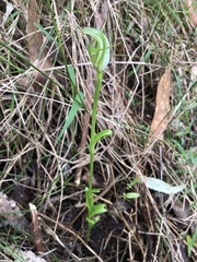 Pterostylis alpina