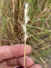 Bothriochloa