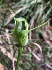 Pterostylis alpina