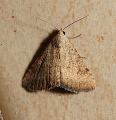 Madope auferens