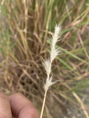 Bothriochloa