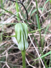 Pterostylis alpina