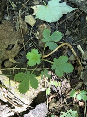 Potentilla indica
