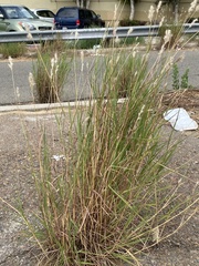 Bothriochloa
