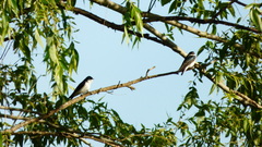 Tachycineta leucorrhoa