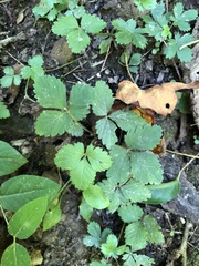 Potentilla indica