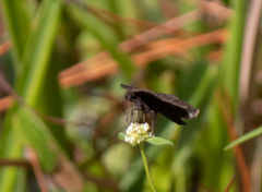 Erynnis zarucco