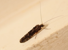 Hydrobiosidae