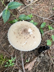 Macrolepiota ameriprocera