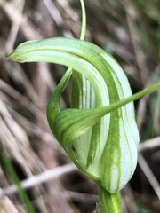 Pterostylis alpina