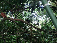 Pyriglena leucoptera