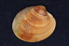Austrovenus stutchburyi