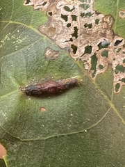 Phylloxera caryaevenae