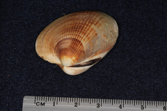 Austrovenus stutchburyi
