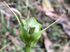 Pterostylis alpina