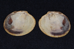 Austrovenus stutchburyi