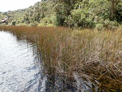 Schoenoplectus californicus