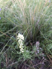 Artemisia ludoviciana