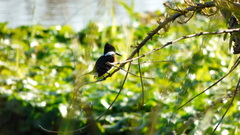 Chloroceryle americana