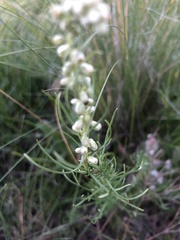 Artemisia ludoviciana